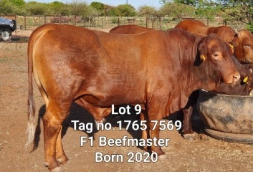 LOT 9 1 x BEEFMASTER BULL Jaras(PTY)LTD