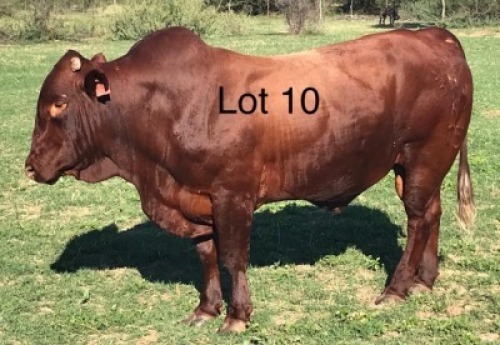 LOT 10 1 x BONSMARA BULL Johan van Heerden