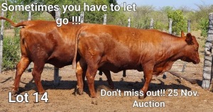 LOT 14 2+1 x BONSMARA X PREGNANT COWS Jaras(PTY)LTD (PAY PER PIECE TO TAKE ALL)