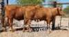 LOT 17 2 x BEEFMASTER OPEN HEIFER Yuyi Francistown (PAY PER PIECE TO TAKE ALL)