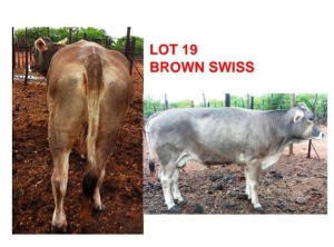 LOT 19 1 x BROWN SWISS COW Yuyi Francistown (PAY PER PIECE TO TAKE ALL)