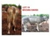 LOT 19 1 x BROWN SWISS COW Yuyi Francistown (PAY PER PIECE TO TAKE ALL)