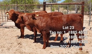 LOT 23 3 x BEEFMASTER OPEN HEIFER Jaras(PTY)LTD (PAY PER PIECE TO TAKE ALL)