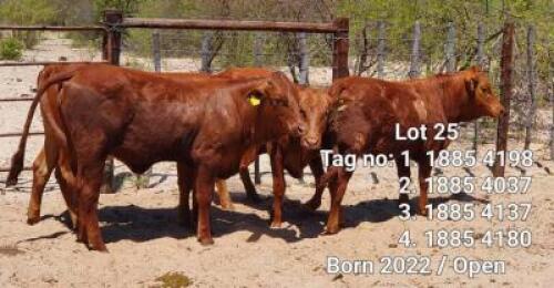 LOT 25 4 x BEEFMASTER OPEN HEIFER Josef Kefas (PAY PER PIECE TO TAKE ALL)