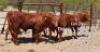 LOT 25 4 x BEEFMASTER OPEN HEIFER Josef Kefas (PAY PER PIECE TO TAKE ALL)