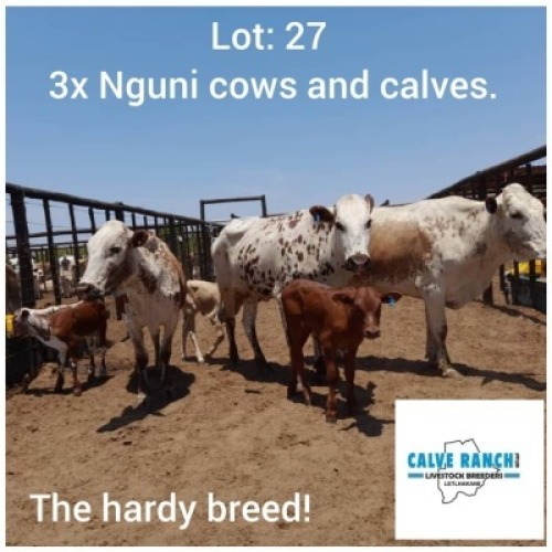 LOT 27 3+3 x NGUNI COWS AND CALVES Jaras(PTY)LTD (PAY PER PIECE TO TAKE ALL)