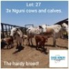 LOT 27 3+3 x NGUNI COWS AND CALVES Jaras(PTY)LTD (PAY PER PIECE TO TAKE ALL)