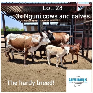 LOT 28 3+3 x NGUNI COWS AND CALVES Jaras(PTY)LTD (PAY PER PIECE TO TAKE ALL)