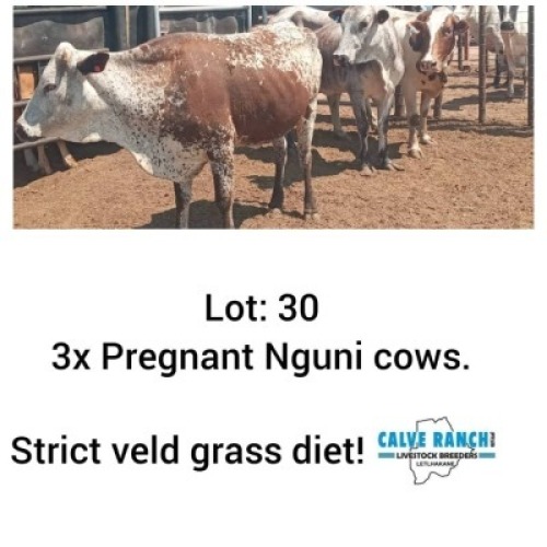 LOT 30 3 x NGUNI PREGNANT COWS Sandveld Kalahari Reds (PAY PER PIECE TO TAKE ALL)