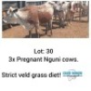 LOT 30 3 x NGUNI PREGNANT COWS Sandveld Kalahari Reds (PAY PER PIECE TO TAKE ALL)