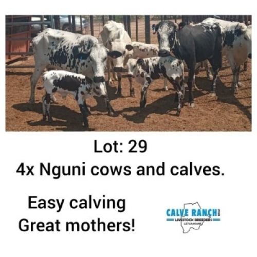 LOT 29 4+4 x NGUNI COWS AND CALVES Oscar Ramonameng (PAY PER PIECE TO TAKE ALL)