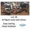 LOT 29 4+4 x NGUNI COWS AND CALVES Oscar Ramonameng (PAY PER PIECE TO TAKE ALL)