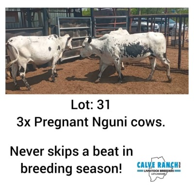 LOT 31 3 x NGUNI PREGNANT COWS Sandveld Kalahari Reds (PAY PER PIECE TO TAKE ALL)