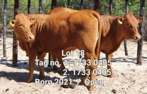 LOT 18 2 x BEEFMASTER OPEN HEIFER Yuyi Francistown (PAY PER PIECE TO TAKE ALL)