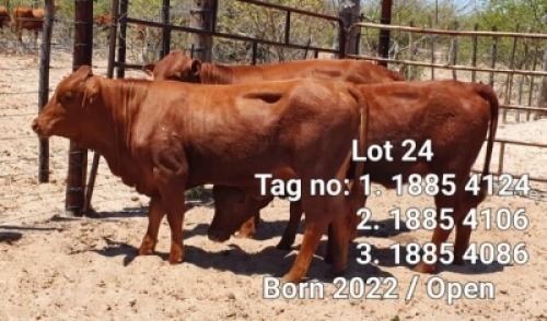 LOT 24 3 x BEEFMASTER OPEN HEIFER Josef Kefas (PAY PER PIECE TO TAKE ALL)