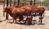 LOT 24 3 x BEEFMASTER OPEN HEIFER Josef Kefas (PAY PER PIECE TO TAKE ALL)