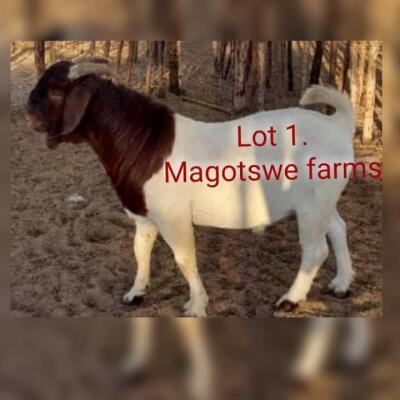 LOT 1 1 x BOER GOAT BUCK Terrence Mogami