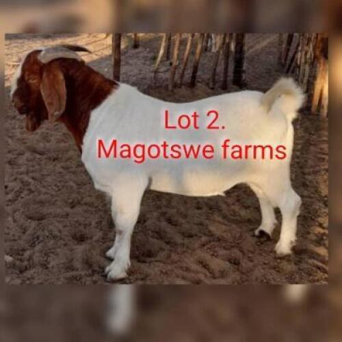 LOT 2 1 x BOER GOAT BUCK Terrence Mogami