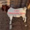 LOT 2 1 x BOER GOAT BUCK Terrence Mogami