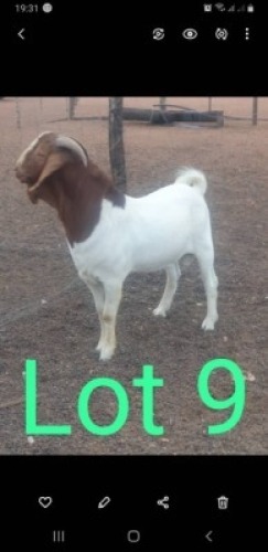LOT 9 1 x BOER GOAT BUCK Nkarabang Nkarabang