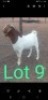 LOT 9 1 x BOER GOAT BUCK Nkarabang Nkarabang