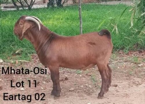 LOT 11 1 x KALAHARI RED BUCK Mokwadi Maruping