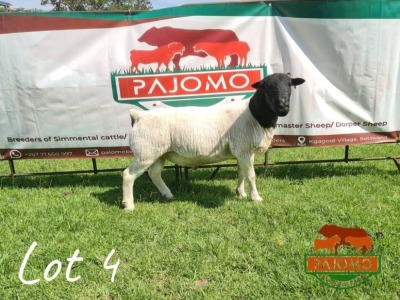 LOT 4 1 x DORPER RAM Palo Mokwena