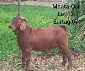 LOT 12 1 x KALAHARI RED BUCK Mokwadi Maruping