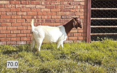 1X BOERBOK OOI/EWE LAS VACUS BOERDERY - KUDDE