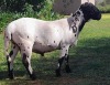 LOT 16 1 x KALAHARI RED EWE Gilbert Peacock