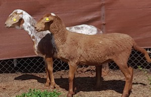 LOT 39 2 x MEATMASTER EWE Gilbert Peacock (PAY PER PIECE TO TAKE THE LOT)