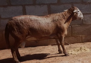 LOT 40 1 x MEATMASTER RAM Gilbert Peacock