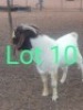 LOT 10 1 x BOER GOAT BUCK Nkarabang Nkarabang