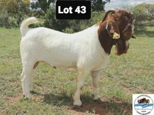 LOT 43 1 x BOER GOAT BUCK Toy Katjihova