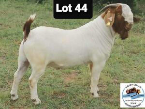 LOT 44 1 x BOER GOAT BUCK Toy Katjihova