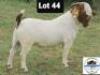 LOT 44 1 x BOER GOAT BUCK Toy Katjihova