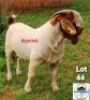LOT 44 1 x BOER GOAT BUCK Toy Katjihova - 2