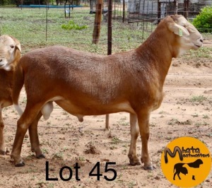 LOT 45 1 x MEATMASTER RAM Mhata Meatmasters