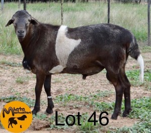 LOT 46 1 x MEATMASTER RAM Mhata Meatmasters