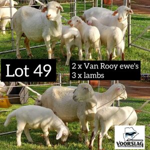 LOT 49 2+3 x VAN ROOY EWE + LAMB Voorslag (PAY PER PIECE TO TAKE THE LOT)