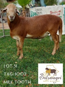 LOT 51 1 x MEATMASTER RAM Johannes Van Den Heever