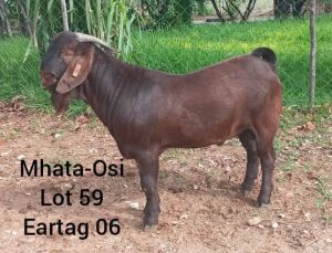 LOT 59 1 x KALAHARI RED BUCK Nkarabang Nkarabang