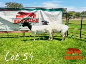 LOT 54 2 x DORPER EWE Palo Mokwena