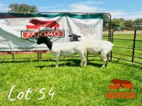LOT 54 2 x DORPER EWE Palo Mokwena