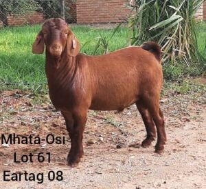 LOT 61 1 x KALAHARI RED BUCK Mokwadi Maruping