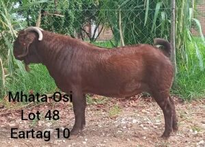 LOT 48 1 x KALAHARI RED BUCK Mokwadi Maruping