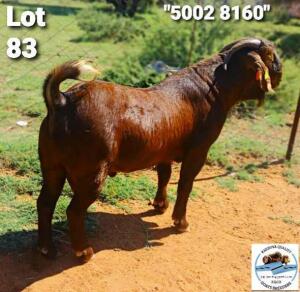 LOT 83 1 x KALAHARI RED BUCK Toy Katjihova