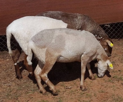 LOT 79 3 x MEATMASTER EWE Gilbert Peacock (PAY PER PIECE TO TAKE THE LOT)