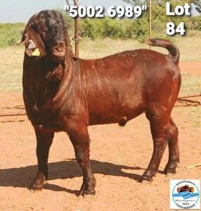 LOT 84 1 x KALAHARI RED BUCK Toy Katjihova