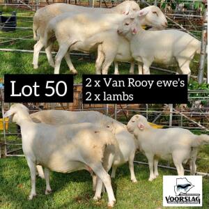 LOT 50 2+2 x VAN ROOY EWE + LAMB Voorslag (PAY PER PIECE TO TAKE THE LOT)